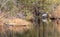 An alligator and a blue heron share the bayou within the Gulf Islands National Seashore in Mississippi