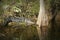 Alligator body sunning water grass Everglades Fl