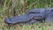 Alligator close-up, Everglades National Park, Florida