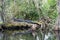 Alligator in Corkscrew swamp