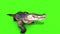 Alligator Crocodile Reptile Attacks Front Loop Green Screen