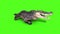 Alligator Crocodile Reptile Static Walks Front Loop Green Screen