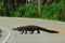 Alligator crossing road