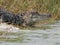 Alligator at Ding Darling National Wildlife Refuge