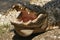 Alligator in the Everglades of Florida.