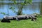 Alligator in the Everglades, Florida, USA