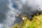 Alligator in the Everglades national park seen from above