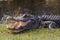 Alligator in Everglades park