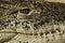 Alligator eye and teeth detail