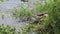 Alligator feeds on large fish in Florida wetlands