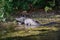 Alligator in Florida swamp