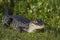 Alligator in Florida wetlands