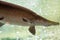 An Alligator gar Atractosteus spatula while swimming on a huge a