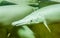 Alligator gar in closeup up, funny tropical fish with a long snout, exotic fish specie from America, popular aquarium pet