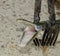 Alligator Gar and a Mouthful of Teeth