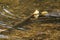 Alligator Gar Swimming in Water - Atractosteus