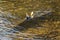 Alligator Gar Swimming in Water - Atractosteus