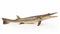 Alligator gar on white background. generative ai