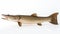 Alligator gar on white background. generative ai