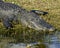 Alligator grass Everglades Florida