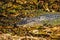 Alligator half submerged and covered in algae in a Florida swamp