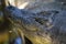 Alligator head photo. Crocodile smiling mouth closeup with sharp teeth