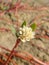 alligator herb, belonging to the native vegetation of the Brazilian coast.