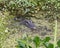 Alligator hidden in the swamp