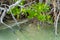 Alligator hidden in the vegetation of the biosphere of Sian Ka`an