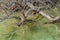 Alligator hidden in the waters and branches of the vegetation