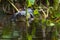 Alligator Hiding Among the Mangrove Plants of Everglades National Park