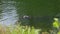 Alligator is hiding in water
