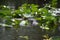 Alligator hiding in water plants