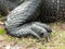 Alligator hind foot and leg