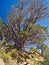 Alligator Juniper Tree on Fatmans Loop Trail in Flagstaff, Arizona