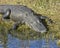 Alligator large eyes Everglades Florida