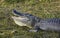 Alligator large mouth teeth Everglades Florida