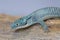 Alligator lizard crawling on rocky surface