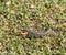 Alligator lizard in a Los Angeles backyard, California