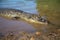 Alligator lizard sunbathing on the lake shore showing its teeth