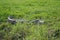 Alligator lounging in the grass