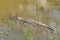 Alligator Lurking in a Bayou