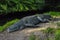 Alligator lying on the ground