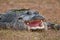Alligator mouth