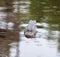 Alligator in the murky waters in Orlando, Florida