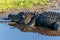 Alligator at Myaka River State Park Florida