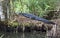 Alligator Napping in Swamp