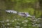 Alligator Reflected in the Murky Swamp Waters of Southern Louisiana