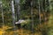 Alligator in reflecting water in the marsh, Everglades National Park