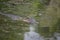 Alligator Reflecting in the Water`s Surface in the Bayou